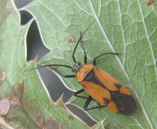 Brachycoleus triangularis